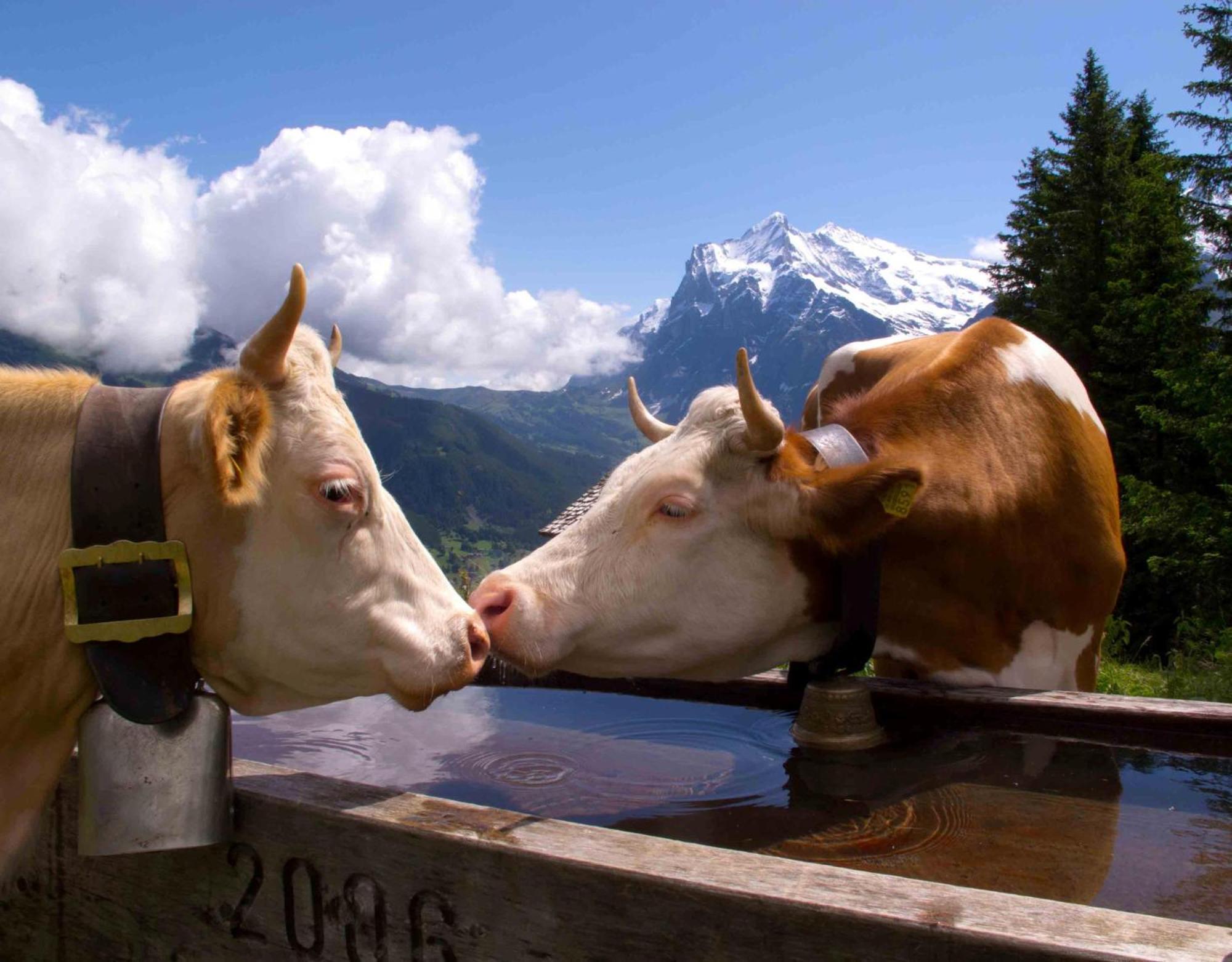 Parkhotel Schoenegg Grindelwald Luaran gambar